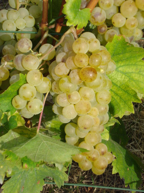 Agriturismo Cascina L'Arche Santo Stefano Belbo Zewnętrze zdjęcie
