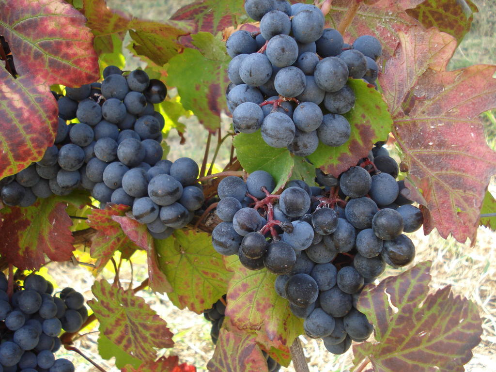 Agriturismo Cascina L'Arche Santo Stefano Belbo Zewnętrze zdjęcie